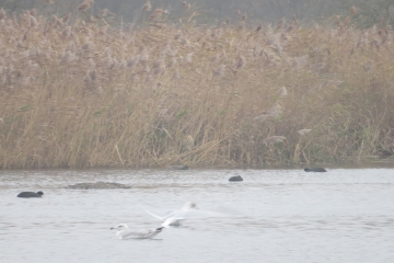 Wildlife sightings for 17th December 2021